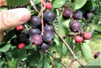 Saskatoon Berries: All Ways Delicious
