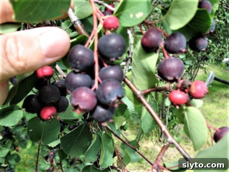 Saskatoon Berries: All Ways Delicious 1 featured 10