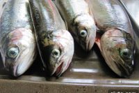 Pan Fried Trout with Lemon Garlic Butter – Summer Livin’ at the Lake