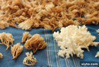 Coral Mushrooms Uncovered And Delicious Ways To Eat Them
