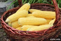 Mısır Nasıl Dondurulur? Koçanlı veya Tane Halinde Doğru Saklama Yöntemleri