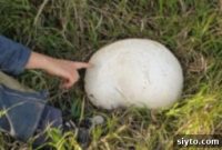 Wild Mushrooms and Puffball Kitchen