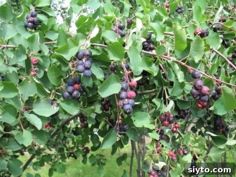 Saskatoon Berries: All Ways Delicious 3 A saskatoon berry bush laden with ripe, dark berries ready for picking