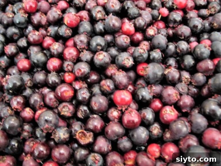 Saskatoon Berries: All Ways Delicious 4 A bowl overflowing with freshly picked, dark saskatoon berries