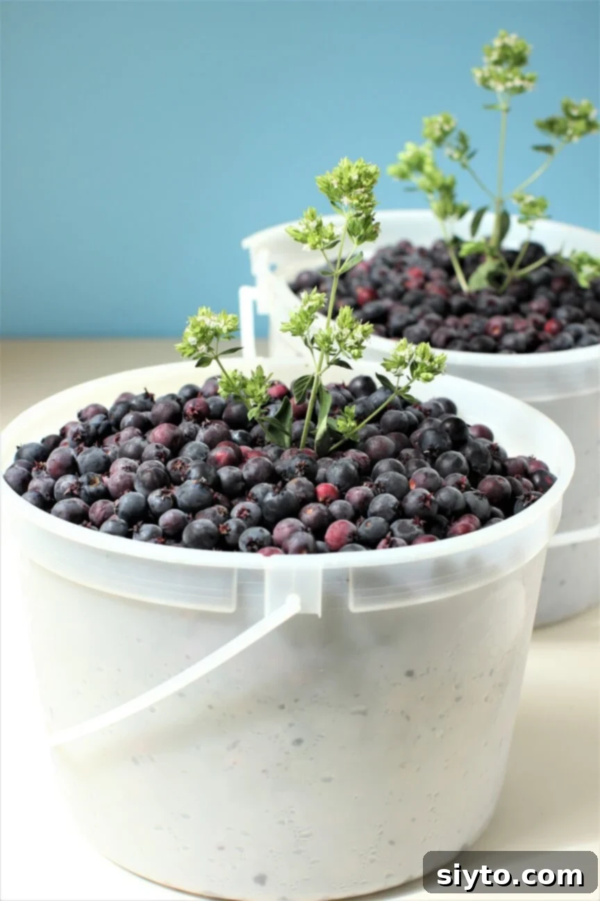two pails of saskatoons, with oregano garnish