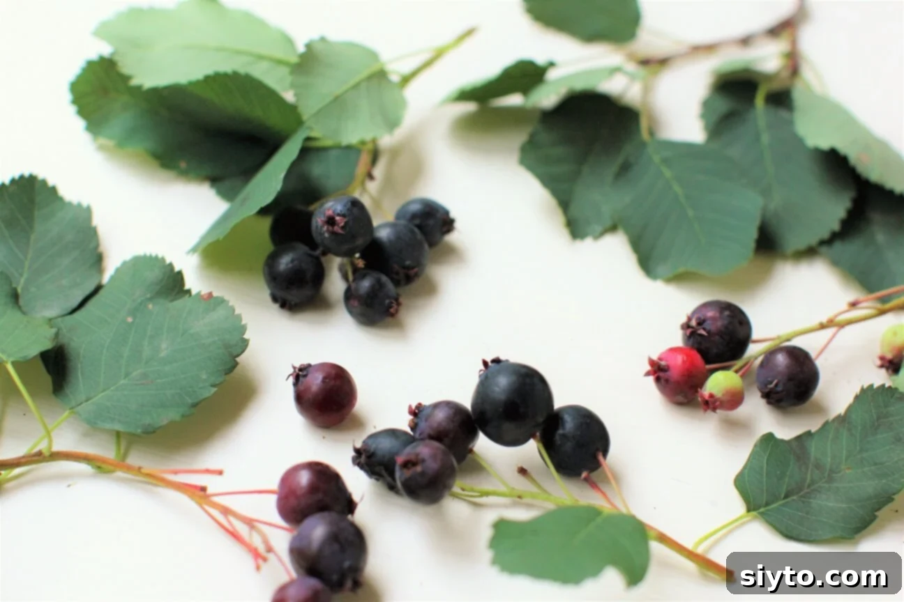 a few sprigs of ripe saskatoon berries and leaves