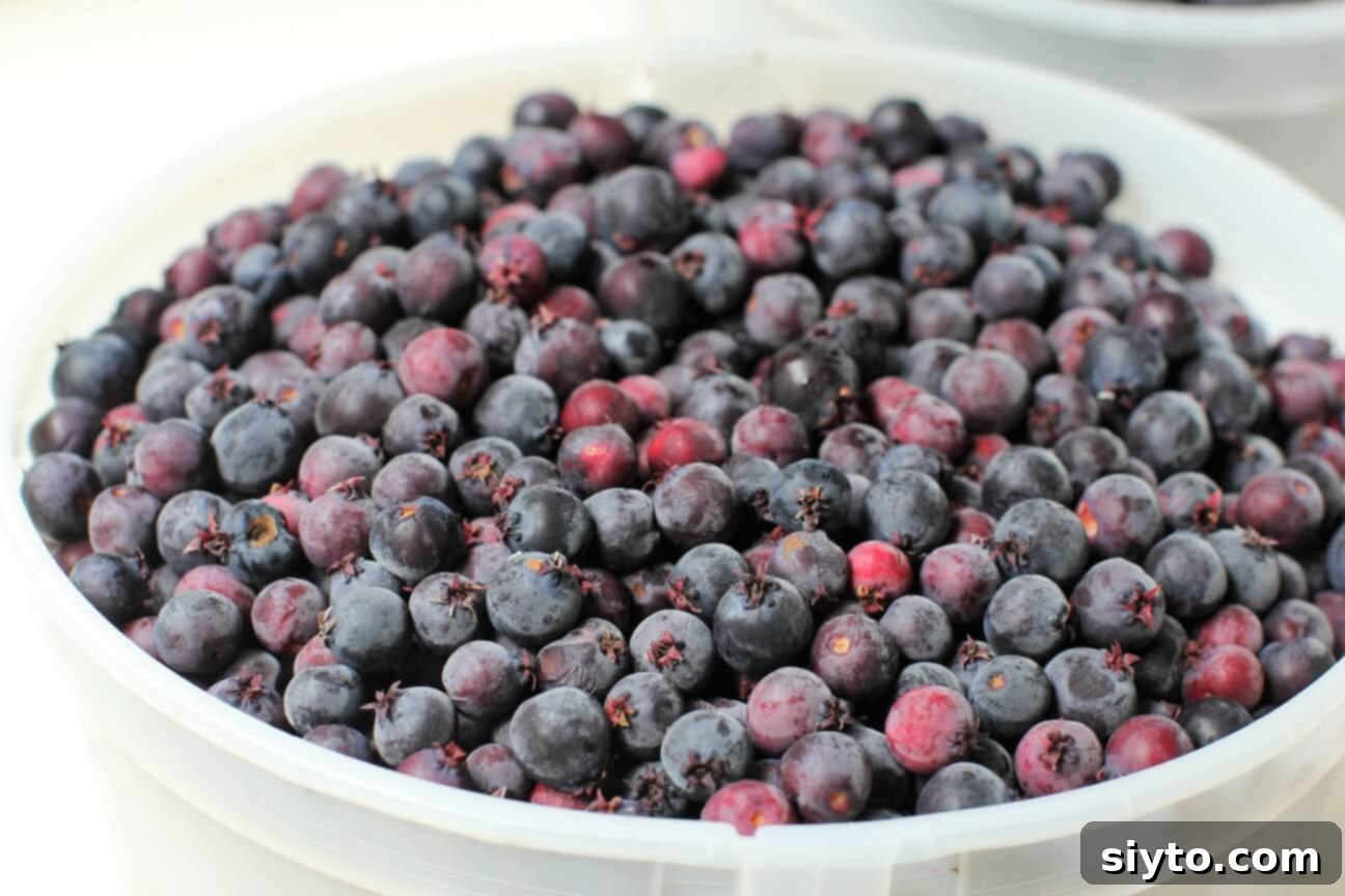 a pail full of fresh picked saskatoons