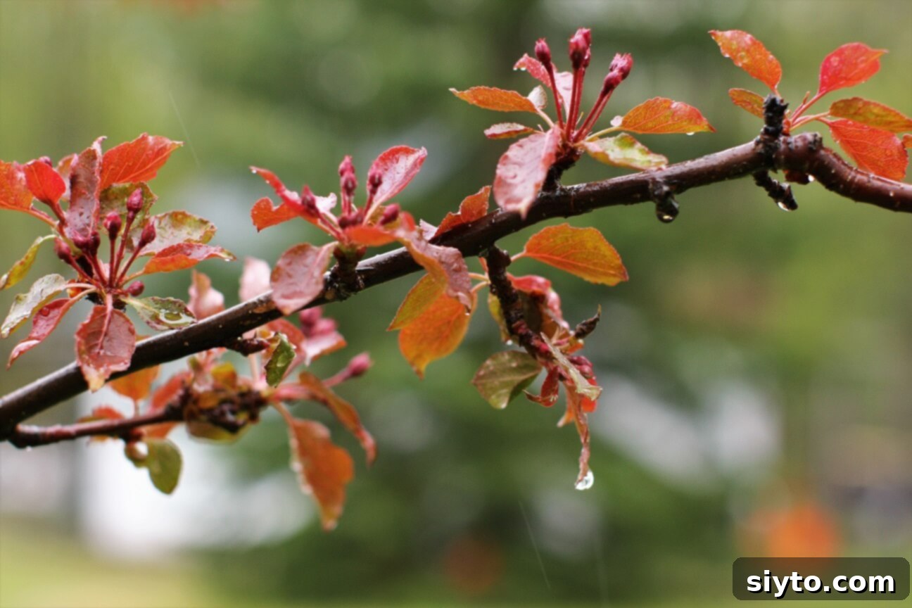 raindrops dripping from the crabapple tree