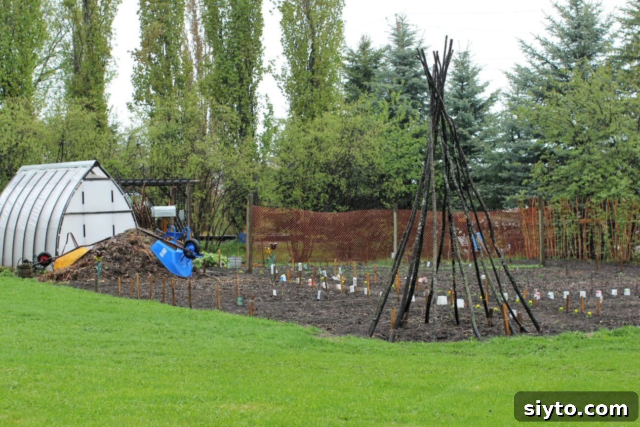 the newly planted garden in the rain