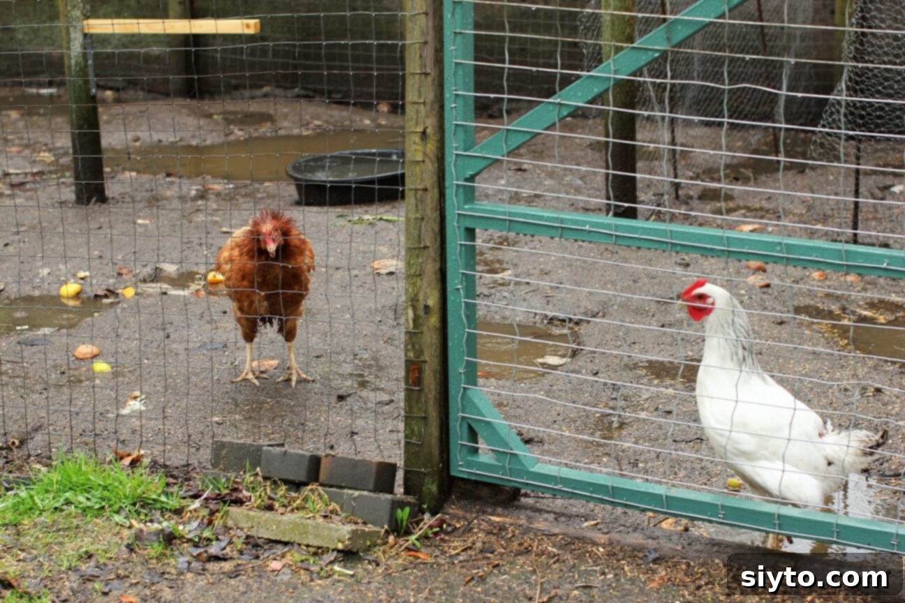 one disgruntled wet brown chicken and one wet white chicken