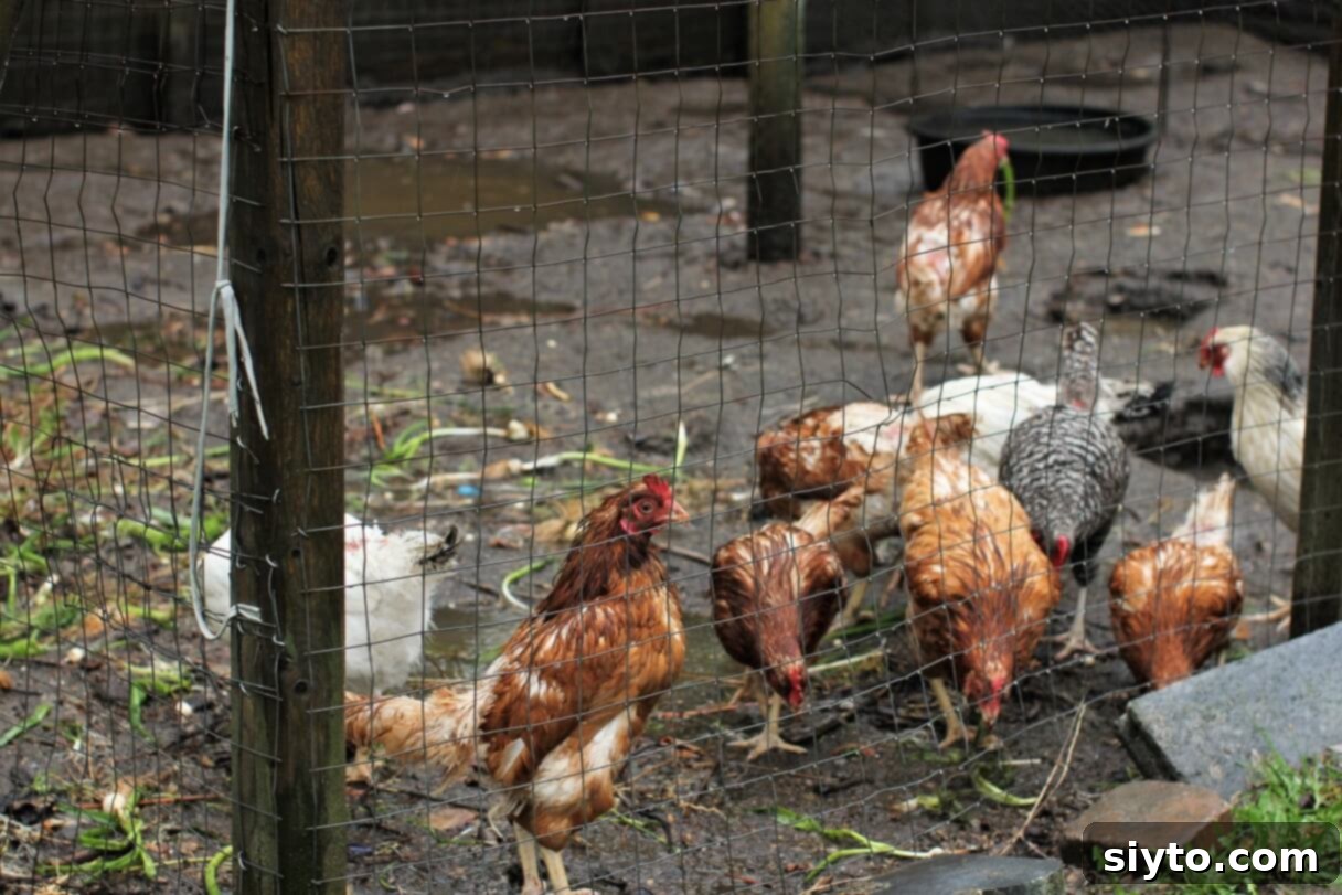 a few more chickens brave the rain