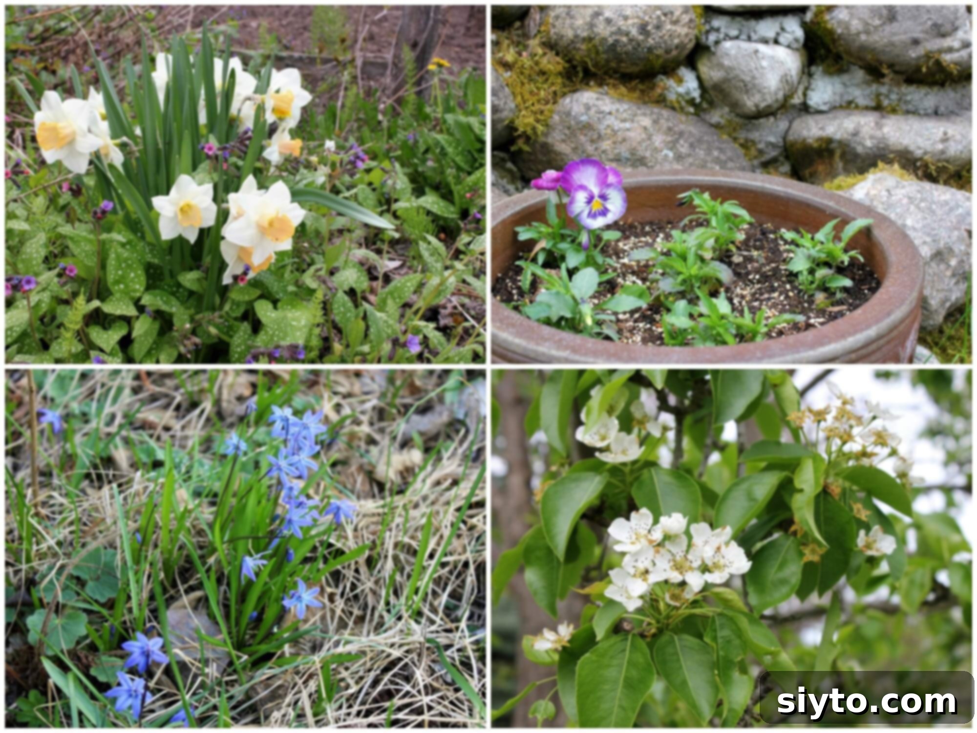 A vibrant collage of spring flowers, including daffodils, pansies, blue squills, and pear blossoms, blooming in a garden.