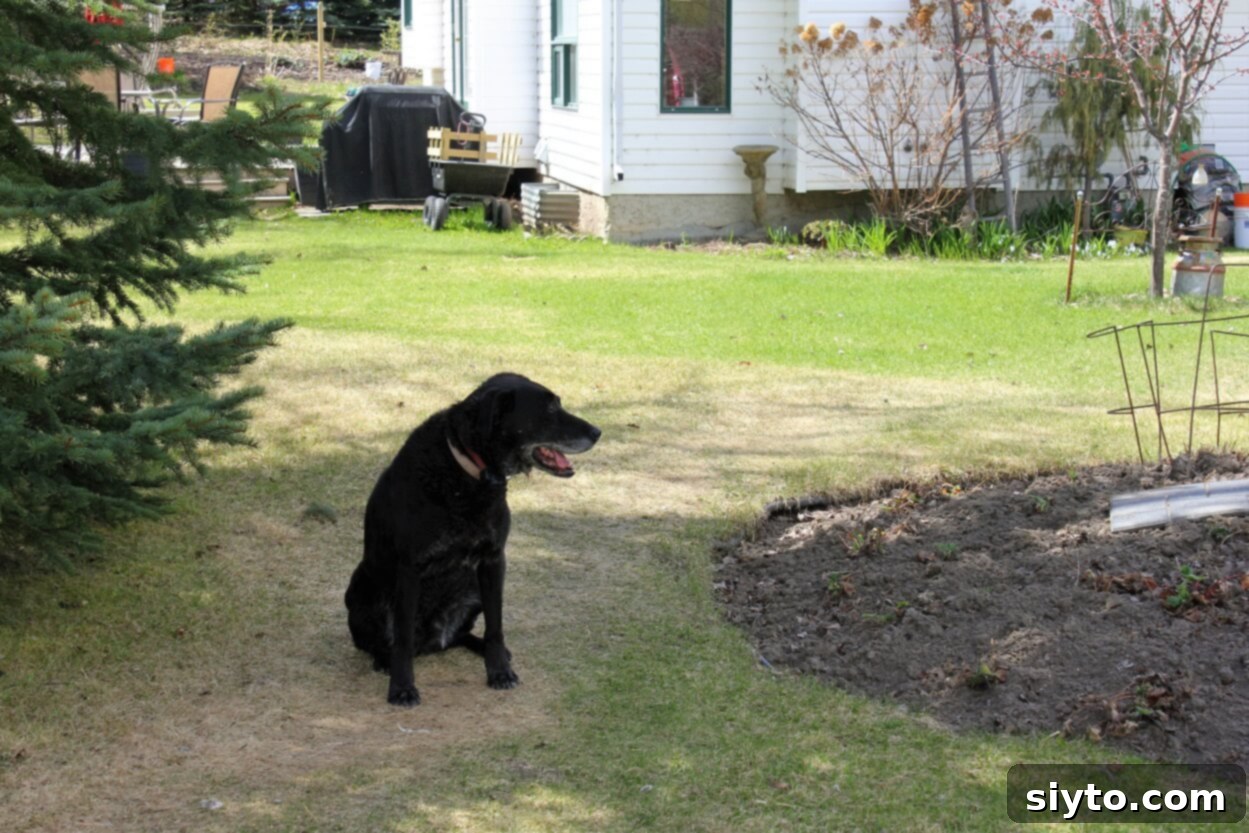 Pippa, a dog, thoughtfully surveying a spring yard, specifically a strawberry bed.