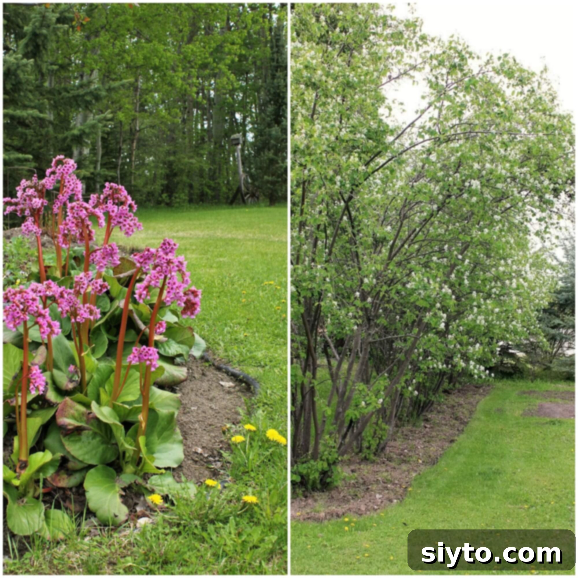 Pink blooming bergenia (elephant ears) and saskatoon bushes in full bloom, signaling spring's beauty.
