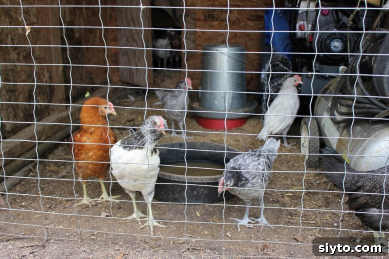 Our teenage chickens enjoying their temporary outdoor run, scratching in the dirt.