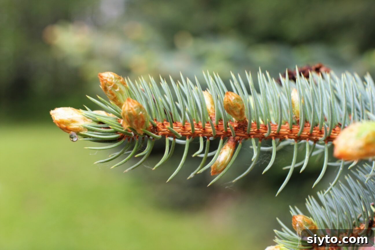 picking spruce tips just after the rain
