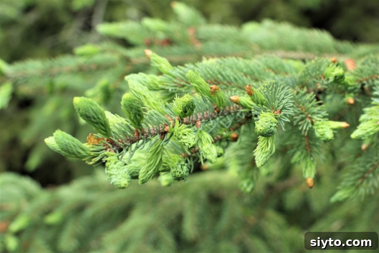 tender new spruce tips on the tree