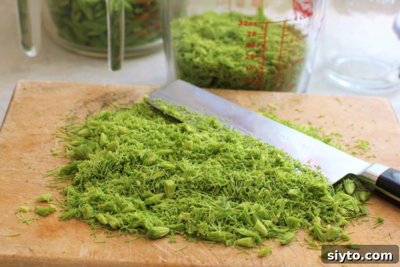 chopped spruce tips ready for making spruce tip liqueur