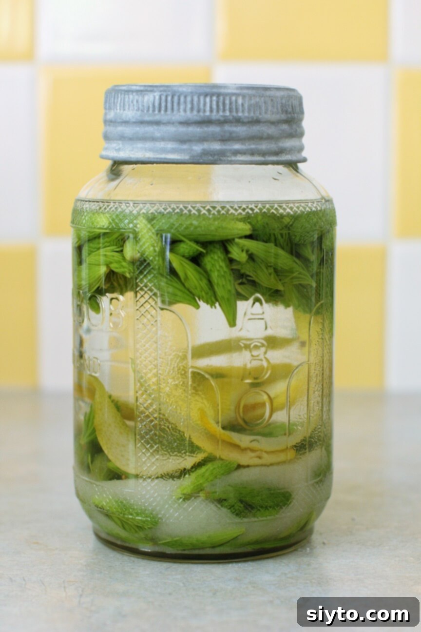 whole spruce tips in a jar with vodka and lemon peel
