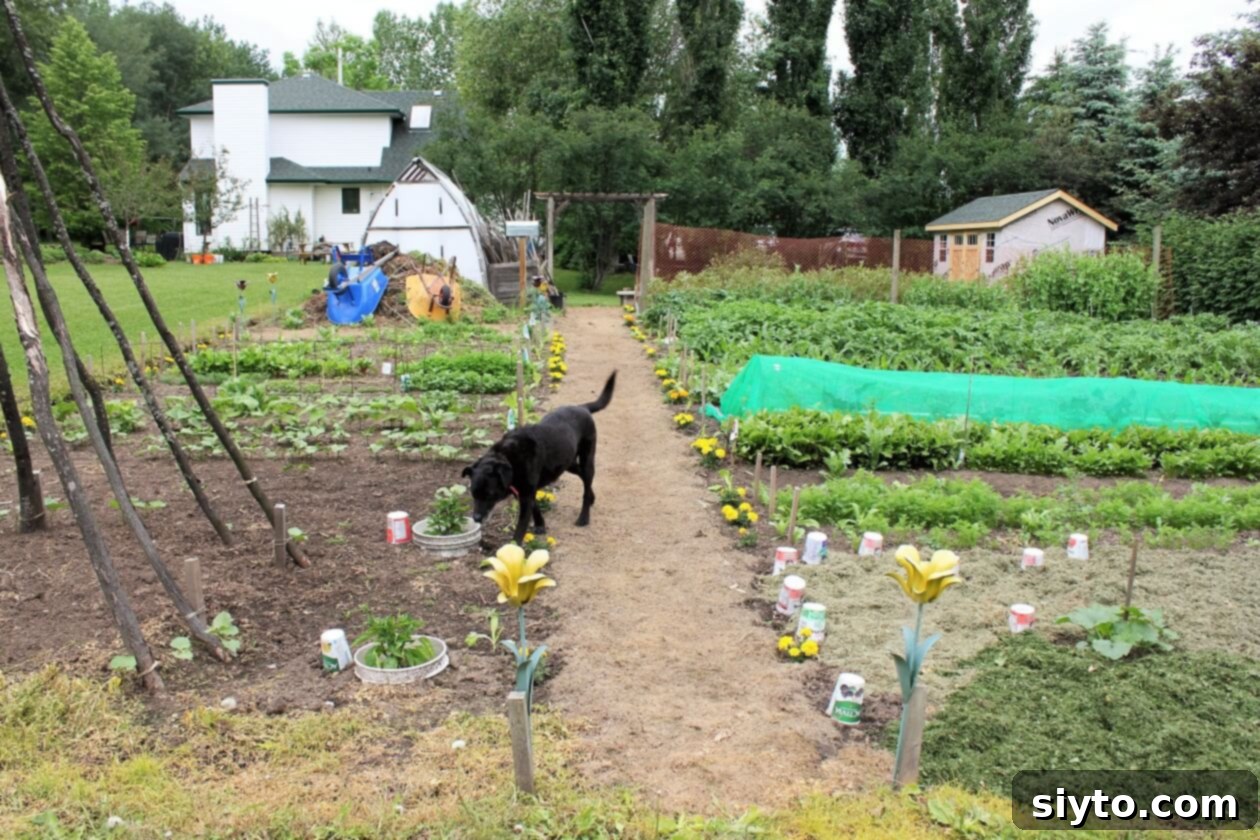 Pippa, our beloved dog, curiously walking down a garden path, inspecting a pepper plant