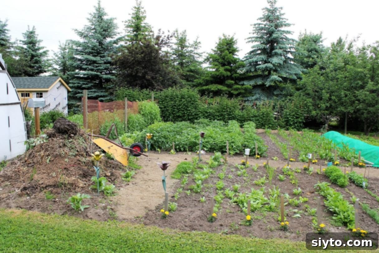 An expansive view of a vibrant vegetable garden from the south, showing rows of green plants and mulched pathways