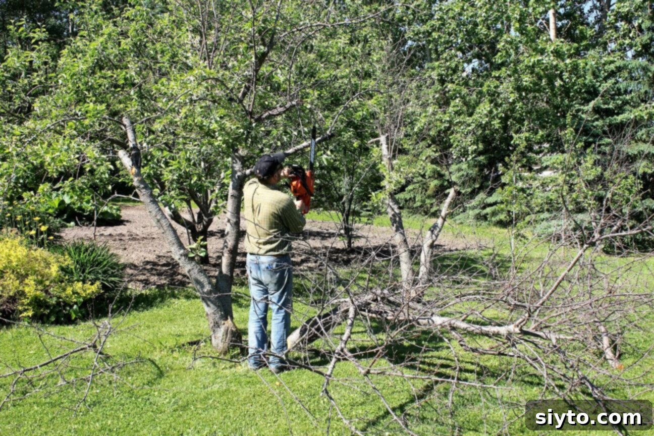 Raymond pruning a large cherry tree with his chainsaw, removing winter-killed branches