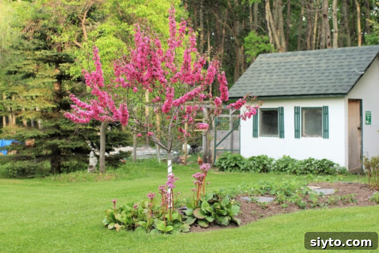 A beautiful pink blooming apple tree standing proudly in front of a rustic chicken coop