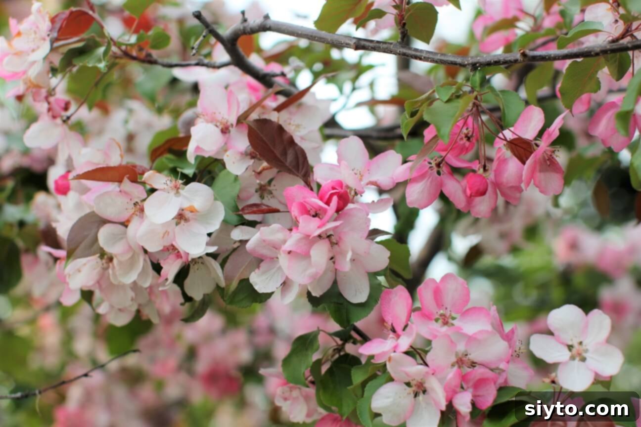 A close-up view of delicate pink and white apple blossoms on a tree branch