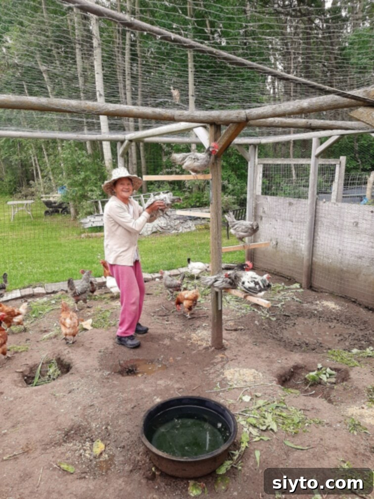 Oma gently lifting young chickens onto newly installed short roosts inside the coop