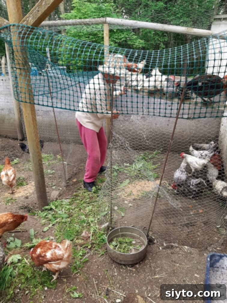 Oma tenderly assisting chickens to get onto their roosts within the chicken coop