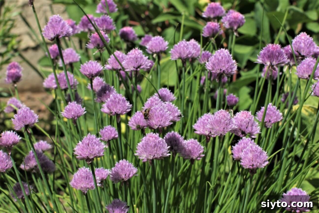 A bee actively pollinating vibrant purple chive blossoms in a garden