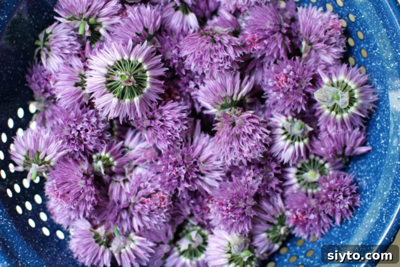 Freshly harvested purple chive blossoms, piled in a colander after rinsing