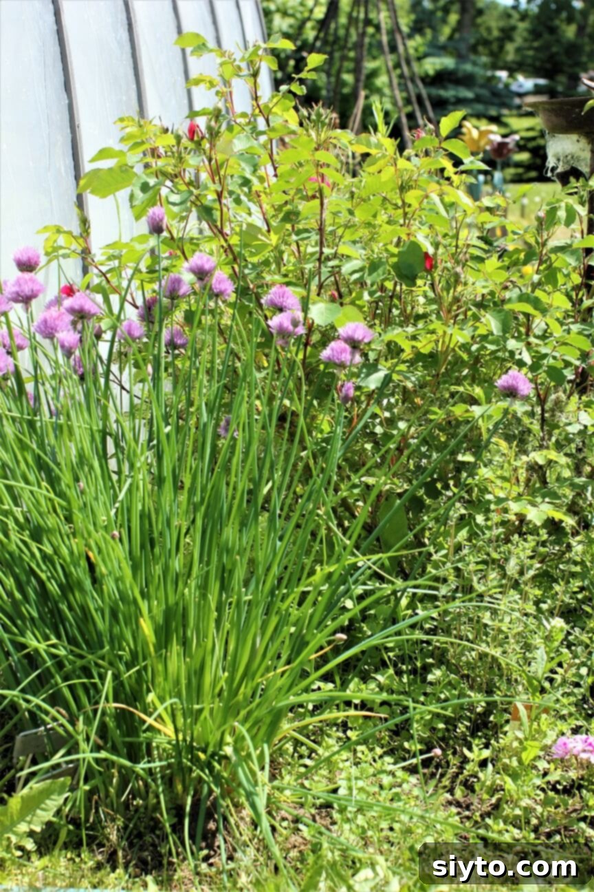 A lush clump of flowering chives growing vibrantly next to a blooming rose bush in a garden setting