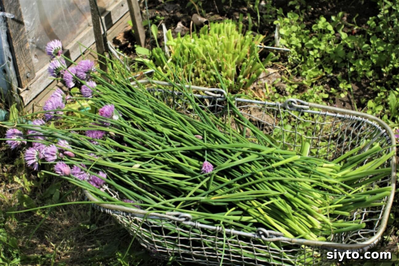 A wicker basket brimming with freshly harvested chives and their blossoms, gathered from the garden