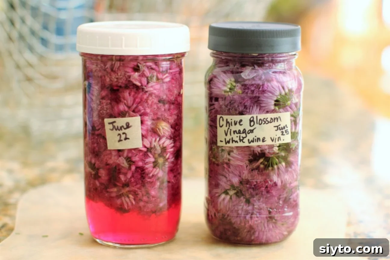 Two jars of chive blossom vinegar; one freshly made, and the other showing a beautiful pink color after steeping for a few days