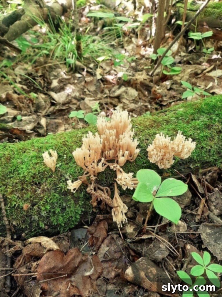Delicate crown-tipped coral mushrooms emerge from a mossy, decomposing log in a shaded forest setting, showcasing their intricate, branch-like structure.