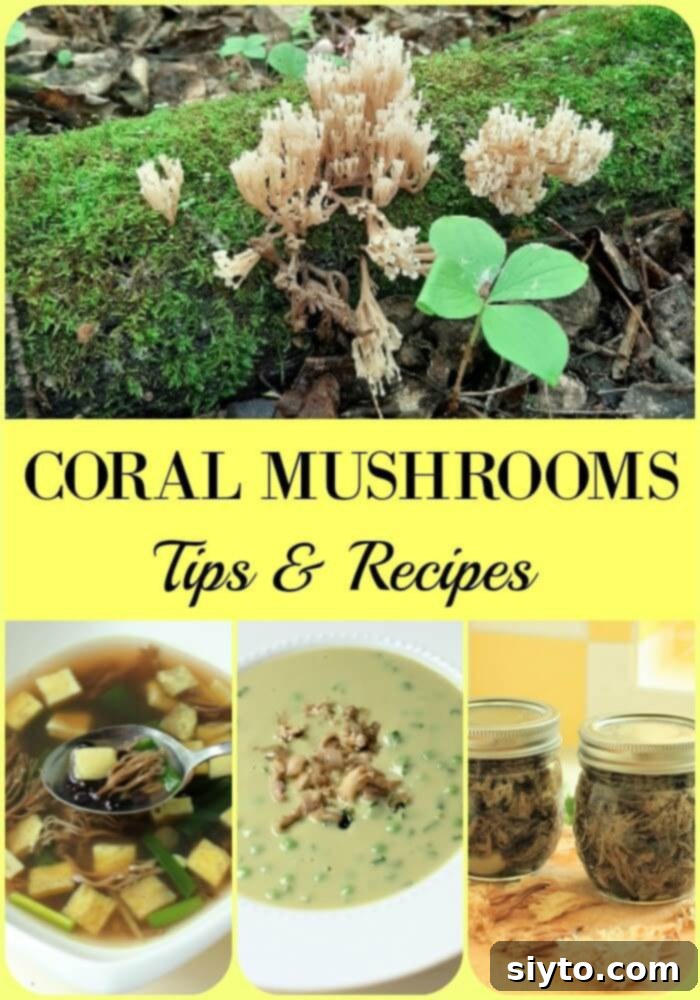 A tall, vertically oriented banner image showcasing various coral mushroom images, foraging scenes, and finished dishes, titled 'Coral Mushroom Picking & Recipes'.