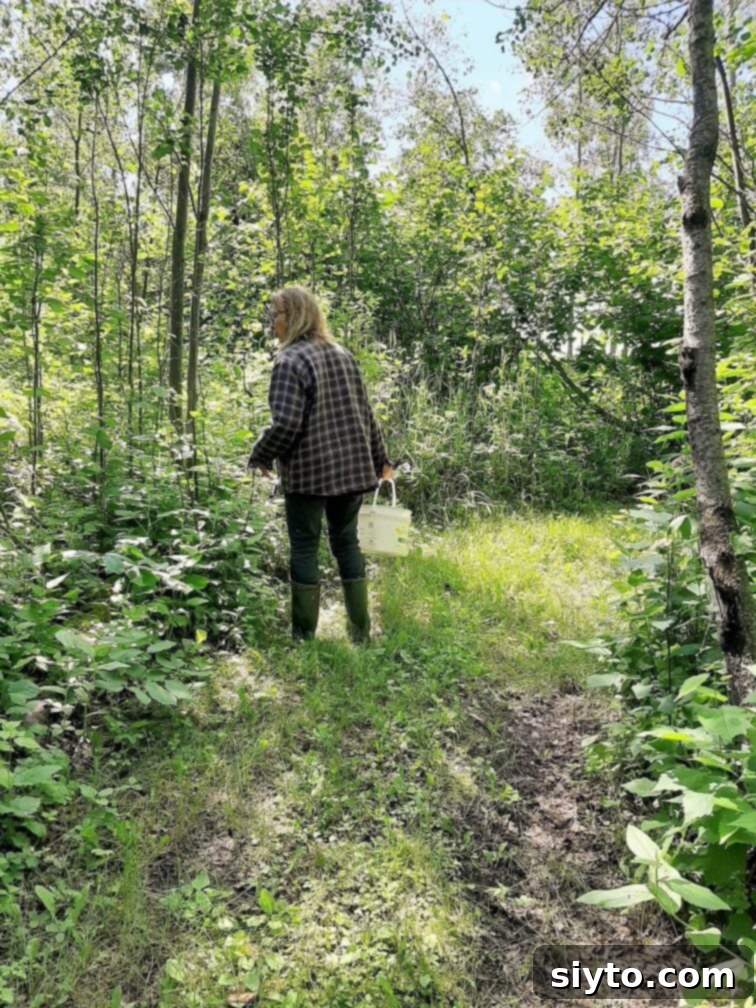 Alex, my mushroom-picking friend, carefully navigates a winding forest path, her gaze intently sweeping the ground for potential mushroom habitats, particularly focusing on decomposing logs and shaded areas.