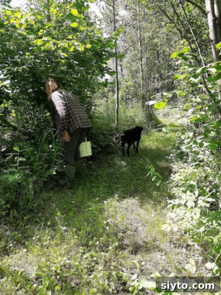 Alex leans in closer, examining the base of a tree and surrounding mossy ground, searching for subtle signs of hidden mushrooms in the dense undergrowth.