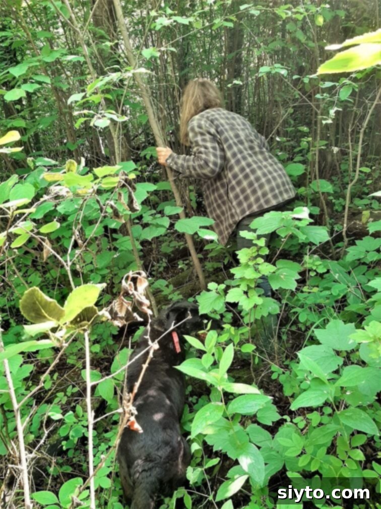 Following Alex deeper into the dense forest, she points towards a large, decaying log partially hidden by foliage, hinting at a potential find of wild mushrooms.