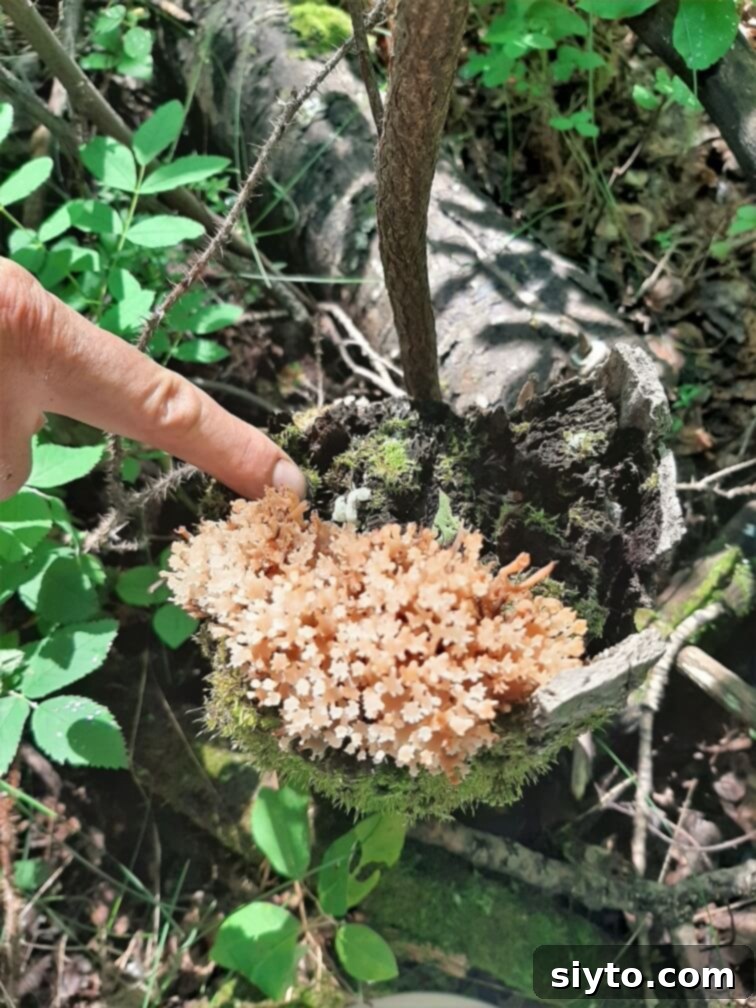 A hand points to a small, vibrant clump of white coral mushrooms, resembling miniature underwater coral, nestled on a mossy log amidst forest debris.