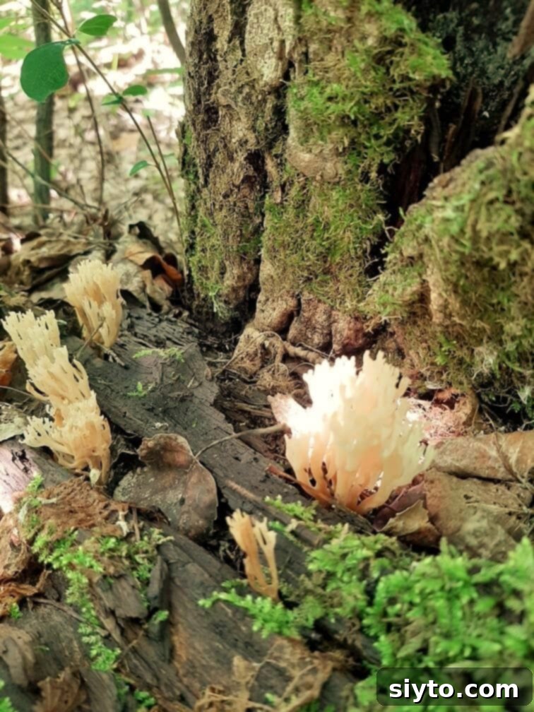 A close-up shot of multiple clumps of crown-tipped coral mushrooms thriving on a damp, moss-covered log in a forest setting, highlighting their intricate, crowned branch tips.