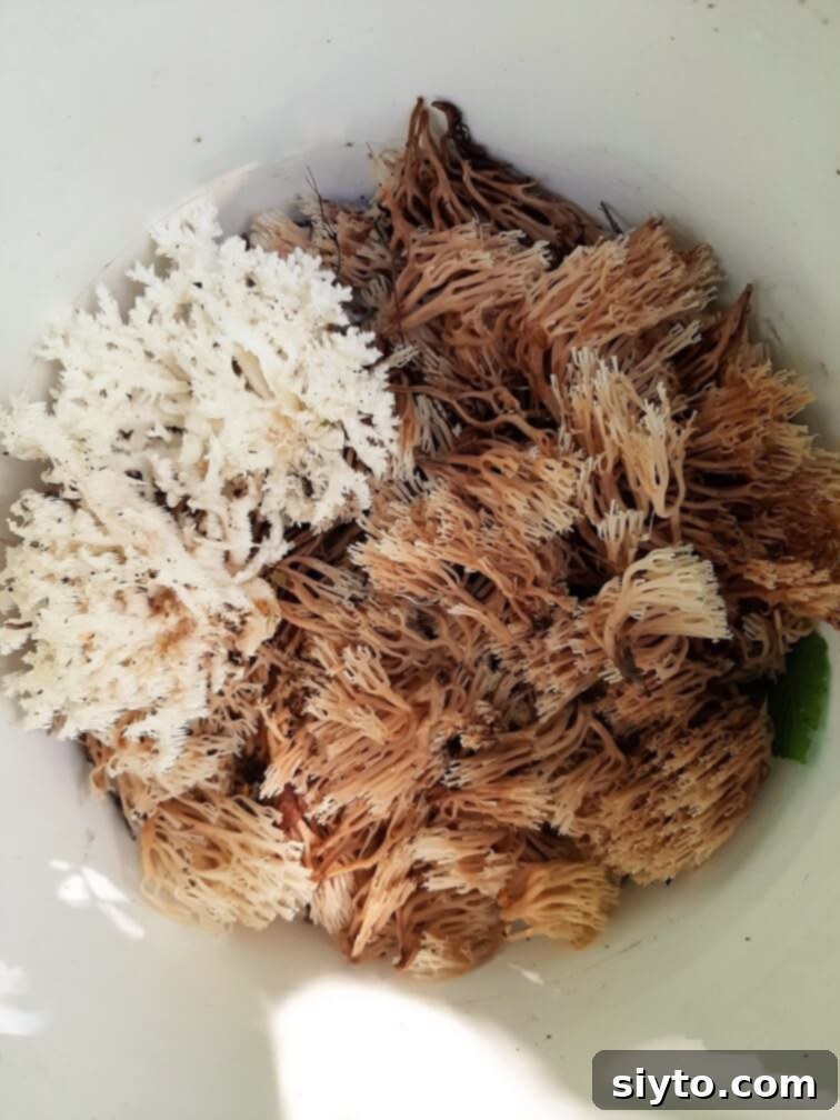 A bucket brimming with a fresh haul of wild mushrooms, prominently featuring numerous delicate crown-tipped coral mushrooms and two large, striking white Hericium coral mushrooms, showcasing their unique textures.