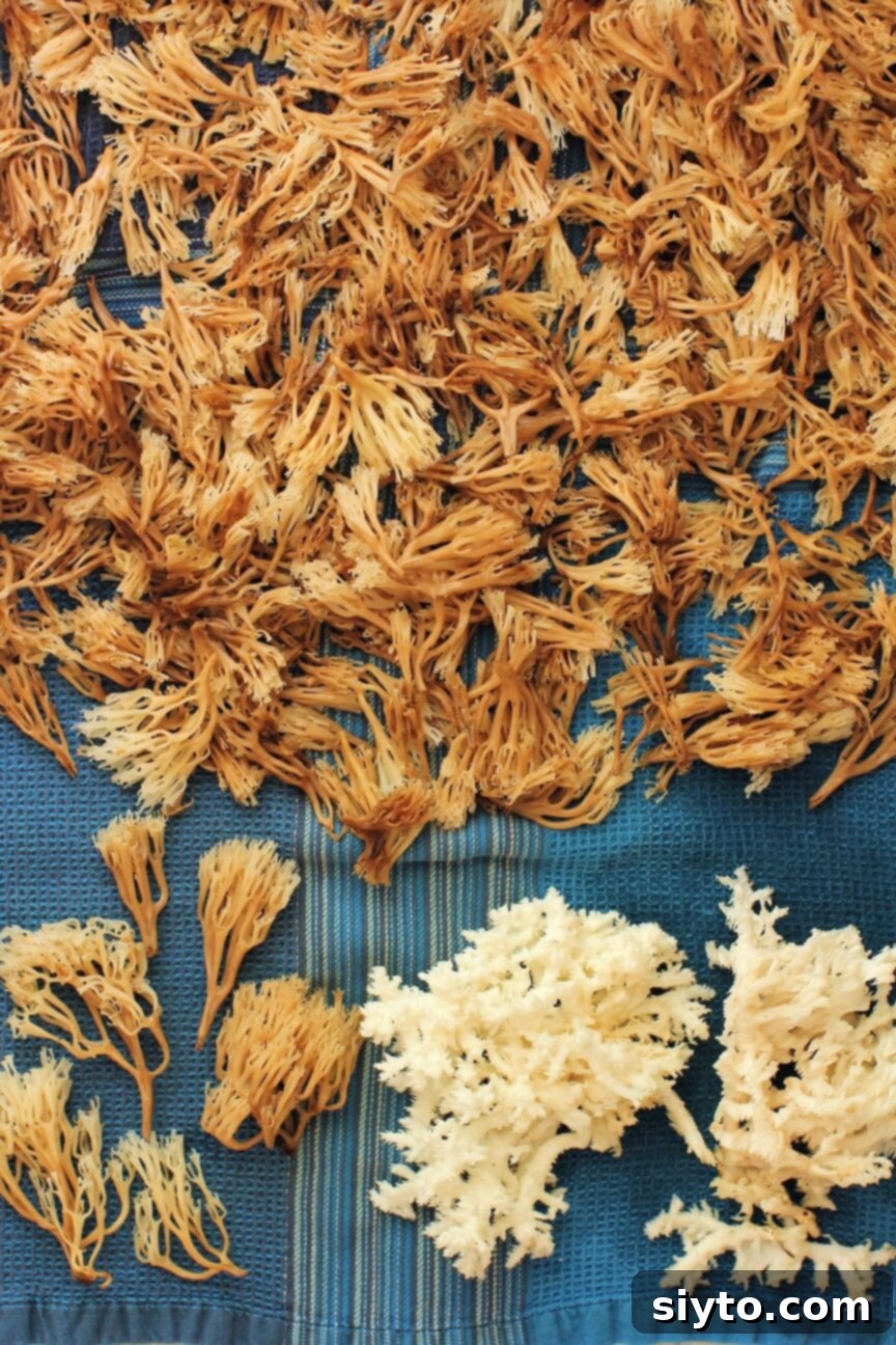 A pristine collection of cleaned coral mushrooms is carefully arranged on a vibrant blue tea towel, allowing them to gently air dry and wick away excess moisture before cooking.