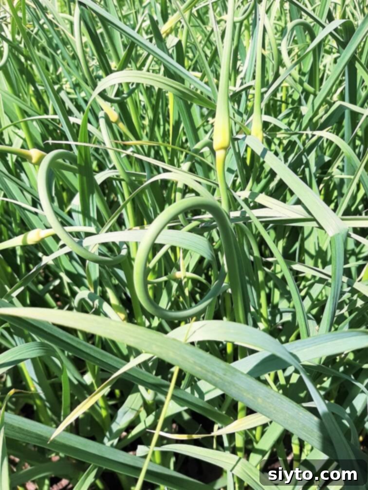 a stand of garlic with it's curly scapes ready to be harvested