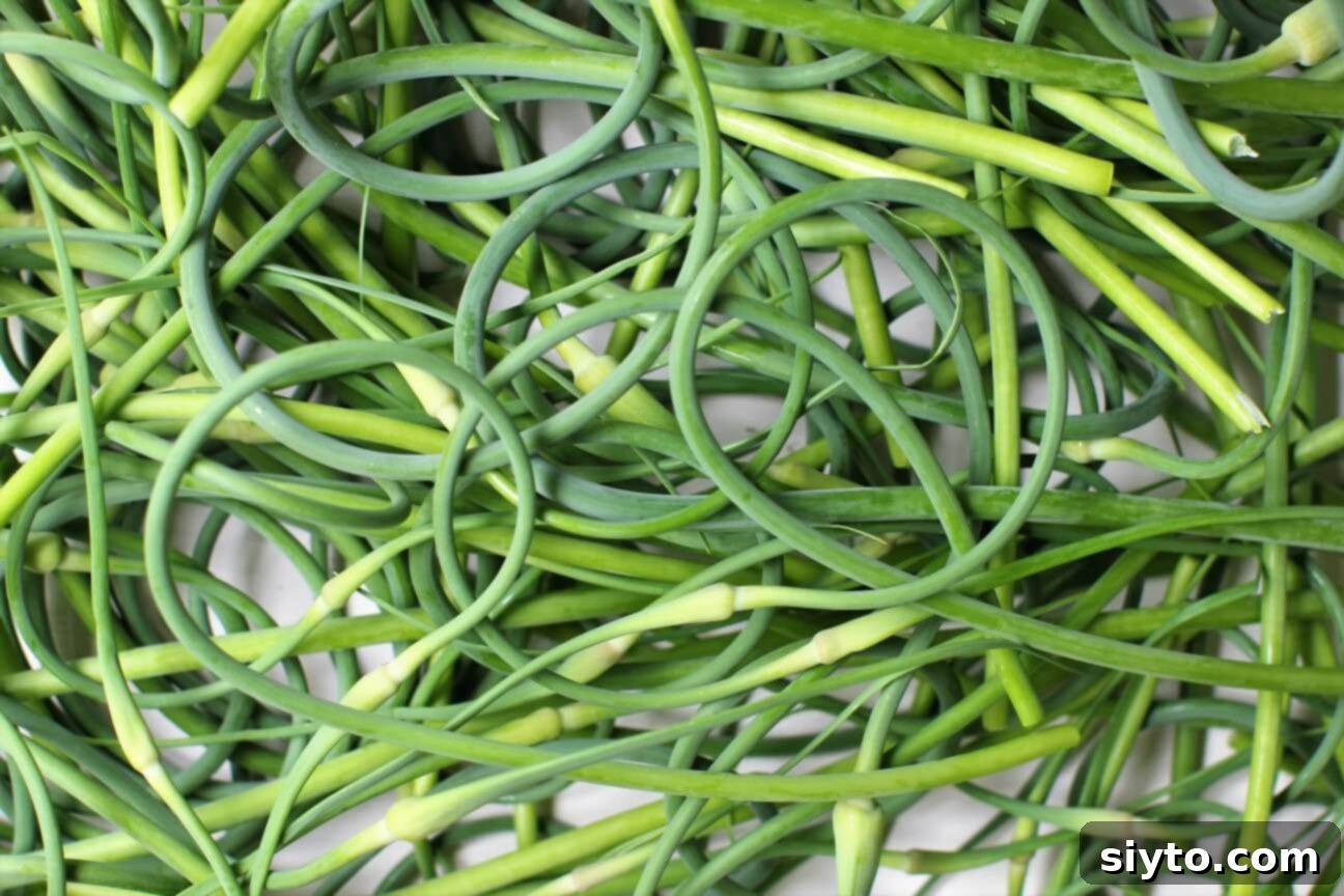a big pile of garlic scapes