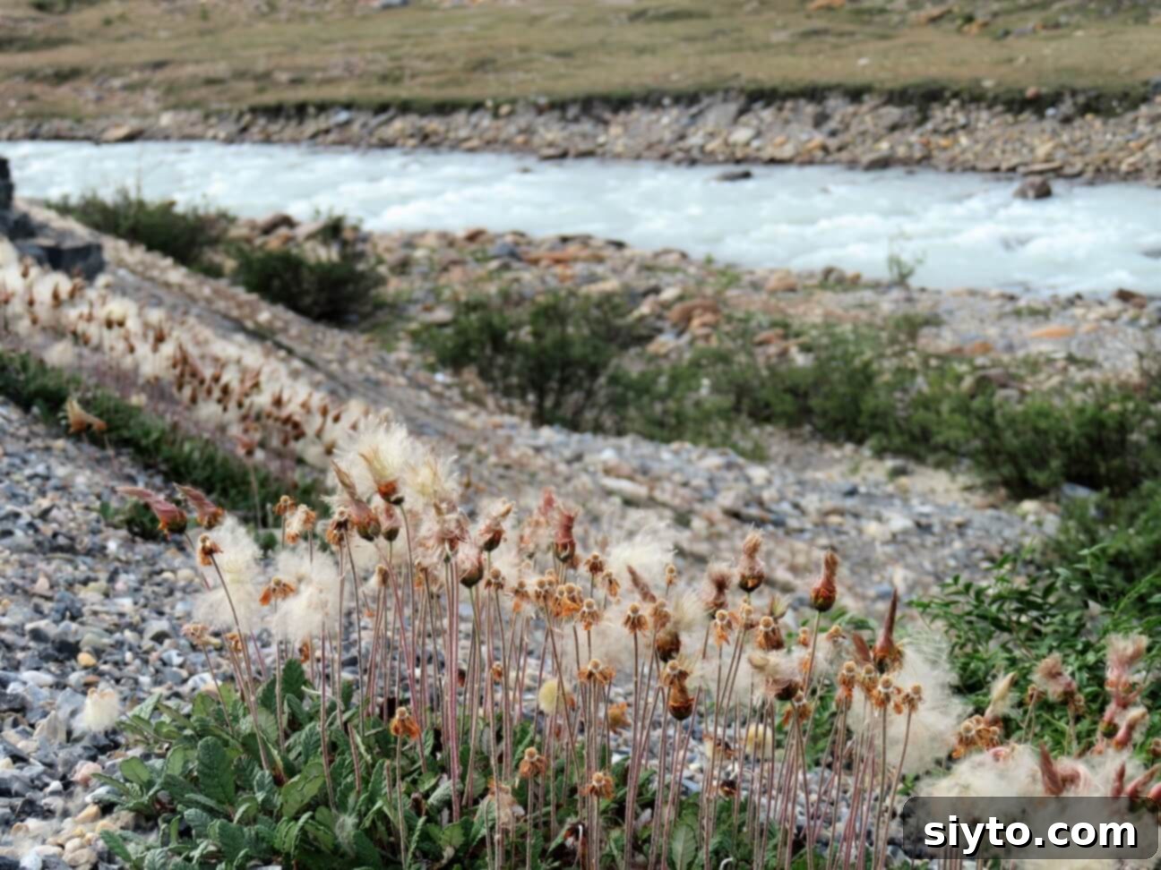 Banff's Best Bites Marinated Flank Steak and Mountain Views 12 Close-up of fluffy seedpods of mountain wildflowers in autumn, showcasing the natural beauty of the Icefields Parkway