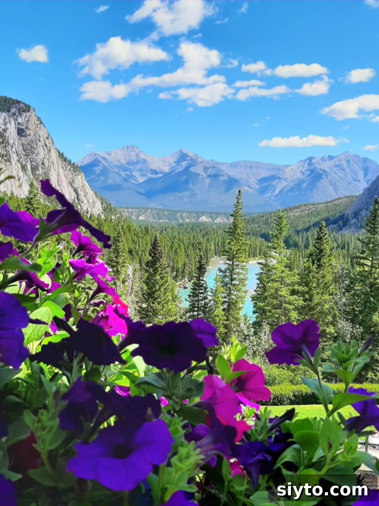 Banff's Best Bites Marinated Flank Steak and Mountain Views 15 Picturesque view of towering mountains and the Bow River, framed by vibrant petunias from the Banff Springs Hotel terrace