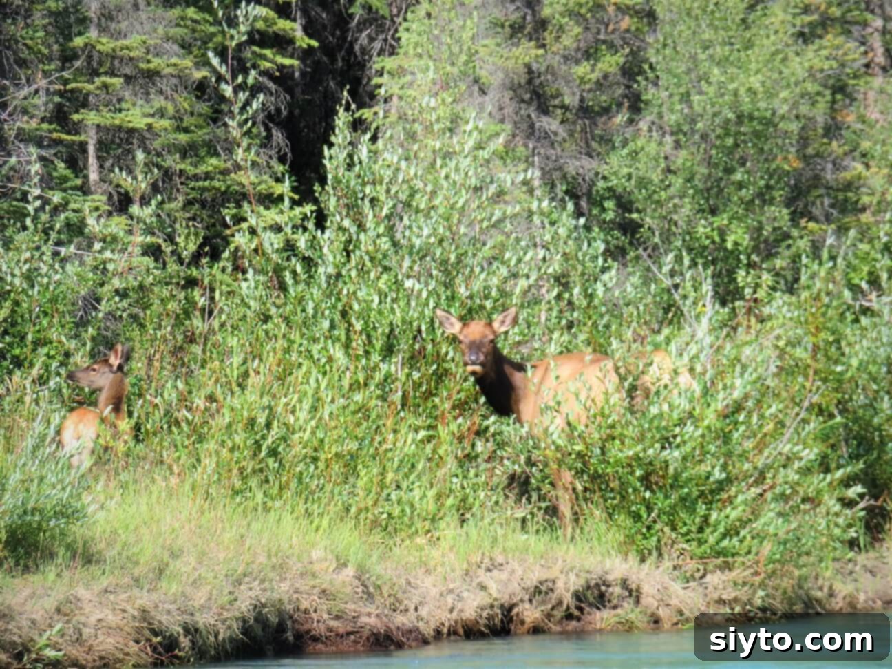 Banff's Best Bites Marinated Flank Steak and Mountain Views 17 A mother elk and her calf peacefully grazing in tall weeds by the riverside during a raft trip in Banff