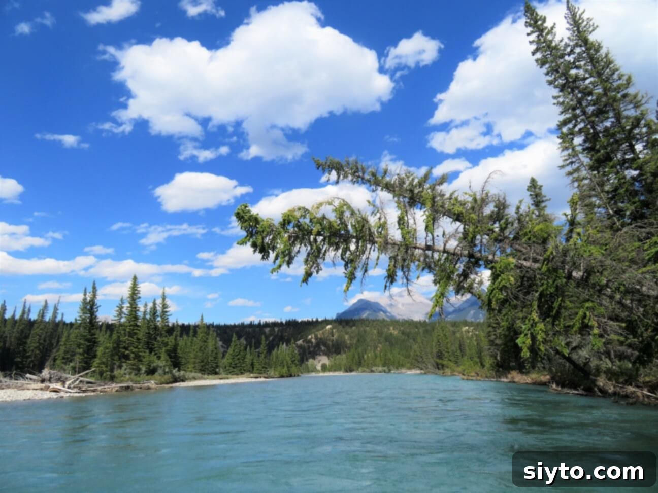 Banff's Best Bites Marinated Flank Steak and Mountain Views 18 Scenic view of the tranquil Bow River and surrounding mountains from our raft, near the hotel